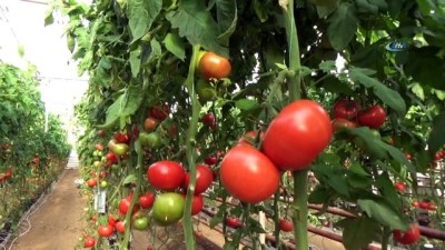 kimya -  Simav'da jeotermal enerjiyle domates üretimine ilgi  Videosu