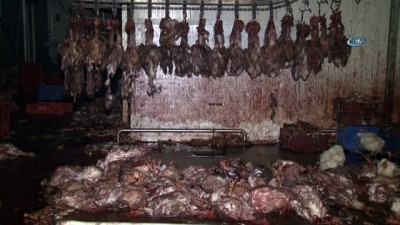 kacak kesim -  Adana’da 3 ton kesilmiş kaçak tavuk ele geçirildi  Videosu