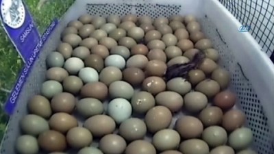 yumurta -  Yılda 14 bin adet üretilerek doğaya salınıyor  Videosu