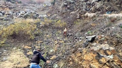  Artvin’de vatandaşların yaralı dağ keçisini kurtarma mücadelesi