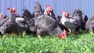 yumurta - Cezaevinin 'gezen tavukları'na tüketici ilgisi - İZMİR  Videosu