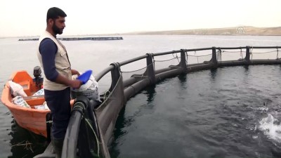alabalik - 'Kültür balıkçılığı artılmalı' - ORDU Videosu