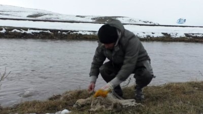 hafta sonu -  Kars Çayı’nın buzları çözüldü, vatandaşlar balık tuttu  Videosu
