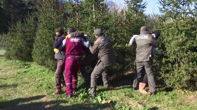 ormanli - Kaçak çam kesimi için önlemler alındı - İSTANBUL  Videosu