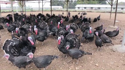 yilbasi - 'Üniversiteli hindilere' yılbaşı rağbeti - ADANA  Videosu