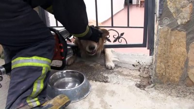 korkuluk - Başı demir korkuluklara sıkışan köpek kurtarıldı - MUĞLA Videosu