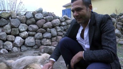 yavru kopekler - Dağa bırakılan yavru köpeklerin koruyucusu oldu - AKSARAY  Videosu