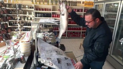 akkale - Olta balıkçısına 'levrek piyangosu' - ÇANAKKALE  Videosu