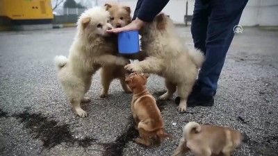 yavru kopekler - Polisin iyileştirdiği yavru köpekler yeni yılda sahiplendirilecek - EDİRNE  Videosu