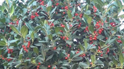 trol -  Taksim’de yılbaşı hazırlıkları tüm hızıyla devam ediyor Videosu