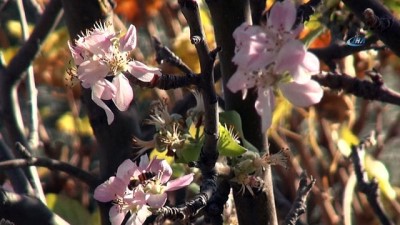  Tarsus’ta elma ağaçları çiçek açtı 