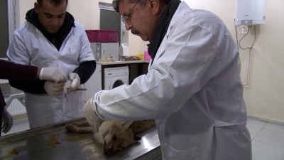 Yaralı bulunan tilki tedavi edilecek - MUŞ 