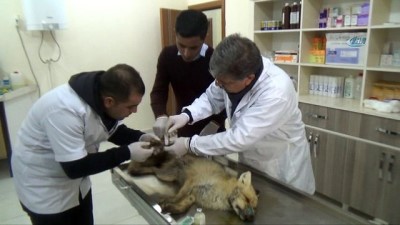  Yaralı tilki tedavi altına alındı 