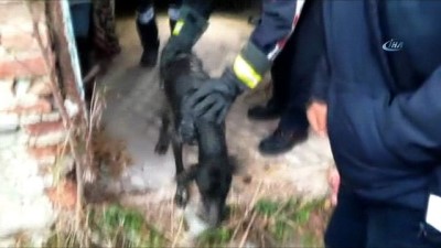 av kopegi -  Kuyuya düşen köpek itfaiye tarafından kurtarıldı  Videosu