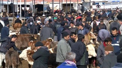 hayvan pazari -  Türkiye'nin en büyük hayvan pazarında şap karantinası Videosu