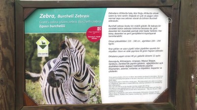 deve kusu - İzmir Doğal Yaşam Parkı'nda yavru zebra sevinci - İZMİR Videosu