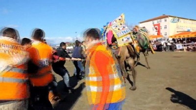deve guresi -  Gömeç’de yılın son günü deve güreşi heyecanı yaşandı Videosu