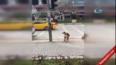 Sokak köpeğinden trafik dersi 