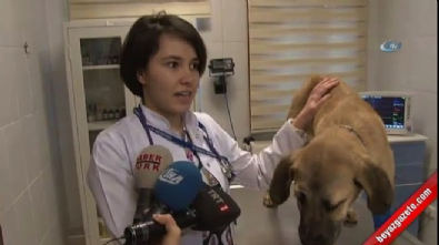 'Kuyu Köpek' ölümü bir kez daha yendi 