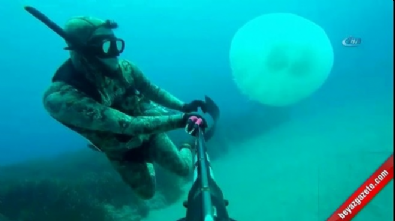 Akdeniz'de dev deniz analarının göçünü dalgıçlar böyle görüntüledi 