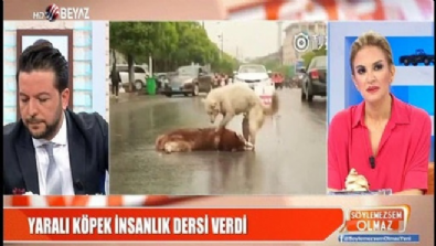 İnsanlık dersi veren köpek ağladı 
