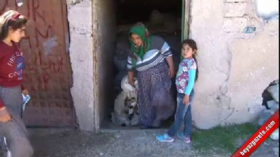 kurt saldirisi - 150 koyun bir gecede telef oldu  Videosu