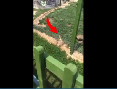 eskisehir - Eskişehir Hayvanat Bahçesi'nde skandal! Rakun elektrikli tele takıldı  Videosu