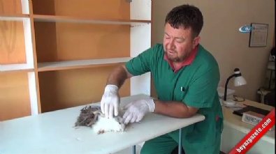 hayvanlar alemi - Mezarlık temizliğinde bulunan 'Kobay' görenleri şaşırttı  Videosu