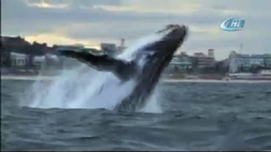 sidney - 45 tonluk balina böyle atladı  Videosu