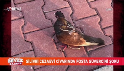 Silivri Cezaevi civarında ''Posta Güvercini'' şoku 