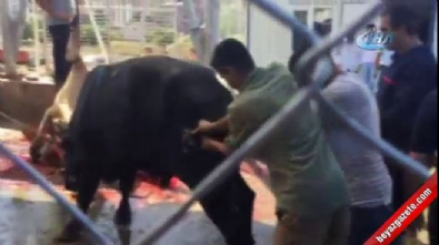 kurbanlik hayvan - Kurbanlık boğadan hastanelik eden çifte  Videosu