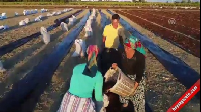 Manisalı çiftçinin 'üzüm nöbeti'  Videosu
