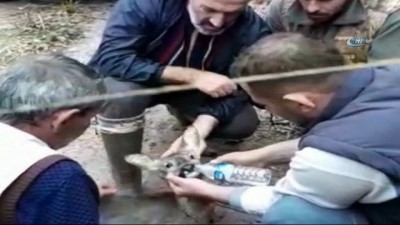 av kopegi -  Avcılardan kaçan karacayı yine avcılar kurtardı Videosu