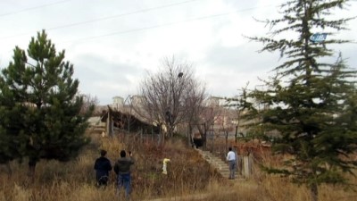 hayvan -  Çoban köpeklerinden korkarak ağaca tırmanan vaşak kurtarıldı  Videosu