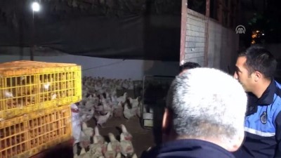 'Kaçak tavuk kesimi' operasyonu - ADANA 