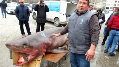 kopek baligi -  400 kilo ağırlığındaki köpek balığı, vatandaşların ilgi odağı oldu Videosu