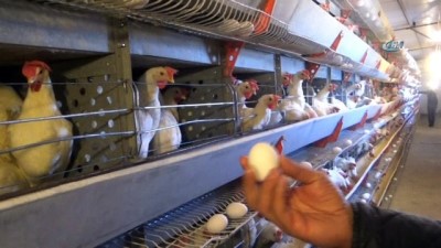 yumurta -  300 tavukla başladı, şimdi 7 bin tavuğu var  Videosu