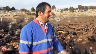 yilbasi -  Konya’da yılbaşından sonra hindi satışı da fiyatı da düştü  Videosu