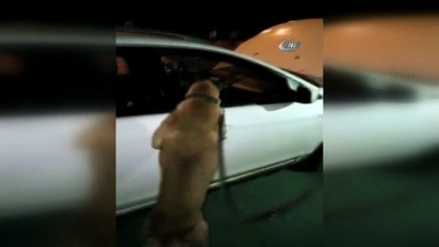 amfetamin -  Narkotik köpeği ile yapılan aramada 3 kilo esrar ele geçirildi  Videosu
