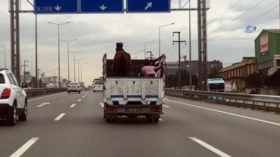 tehlikeli yolculuk -  3 kişilik ailenin kamyon kasasında atla tehlikeli yolculuğu kamerada  Videosu