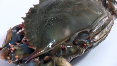 biyoloji - Akdeniz ve Ege'ye özgü balık türleri Karadeniz'de - ORDU  Videosu
