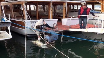 arastirma merkezi -  Fethiye'de caretta caretta kıyıya vurdu Videosu