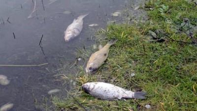 Göletteki balık ölümleri inceleniyor - KIRKLARELİ 