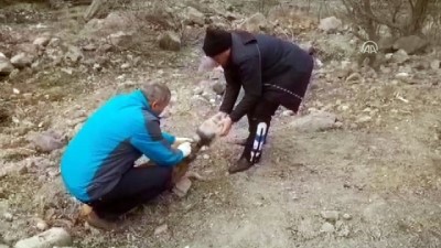 zabita ekibi - Kafası bidona sıkışan köpek için seferber oldular - GÜMÜŞHANE Videosu