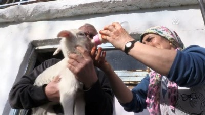 hayvancilik - Muğla'da bir koyun beşiz yavruladı Videosu