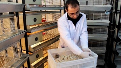 kinali -  Kahramanmaraş'tan doğaya 12 bin kınalı keklik  Videosu