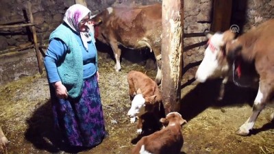 hayvancilik - Üçüz doğuran 'Yaşmaklı' sahibini sevindirdi - GÜMÜŞHANE  Videosu