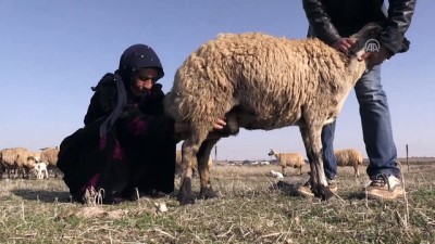 ilkbahar - Şanlıurfalı besicilerin kuraklık kaygısı  Videosu