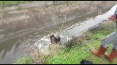 kanald - Sulama kanalına düşen atı itfaiye kurtardı - AYDIN Videosu