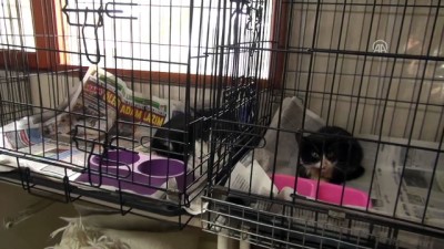 hayvan barinagi - Tedavi ettiği kedilere Mozart dinletiyor - ANTALYA  Videosu
